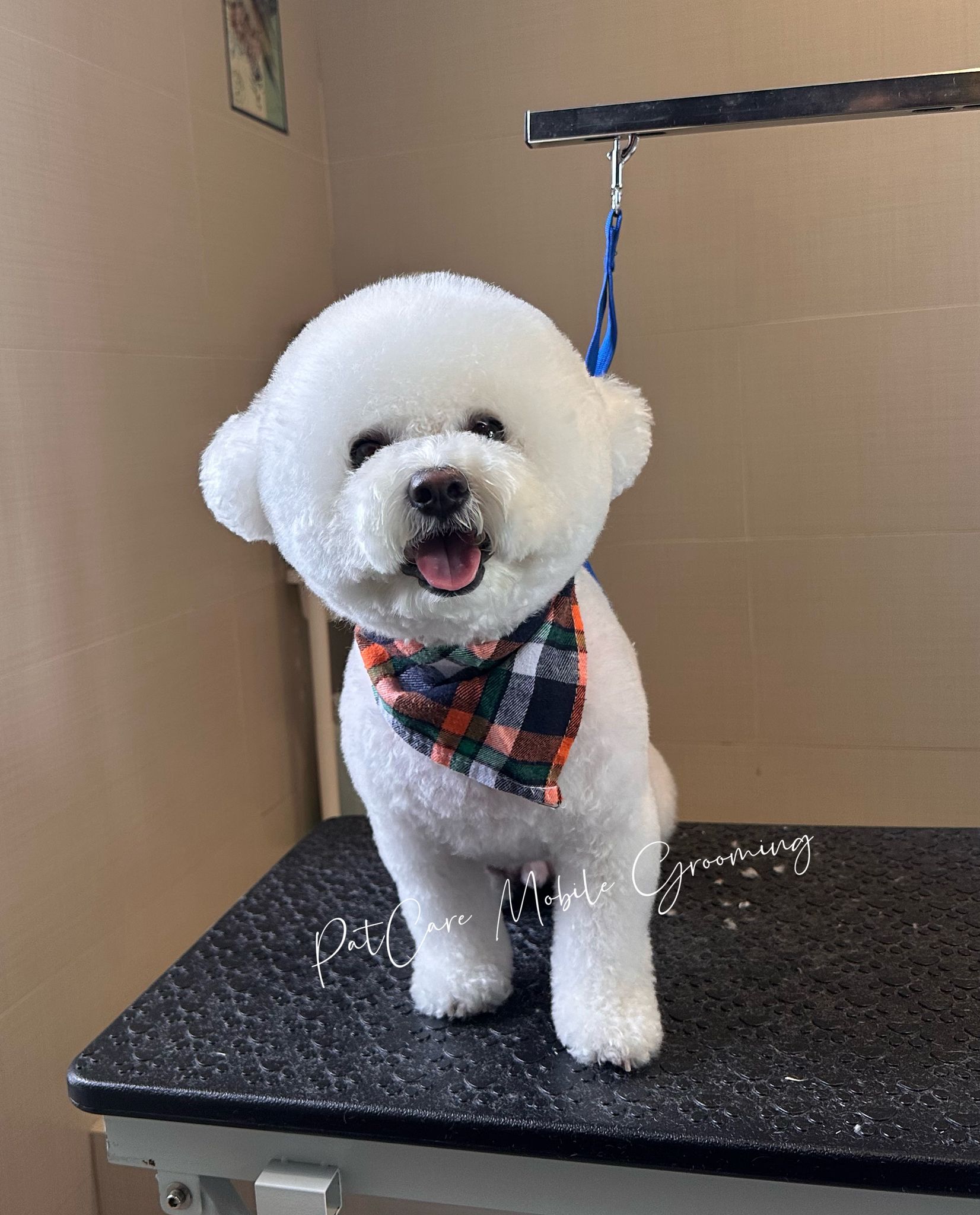Freshly groomed Bichon Frise on grooming table