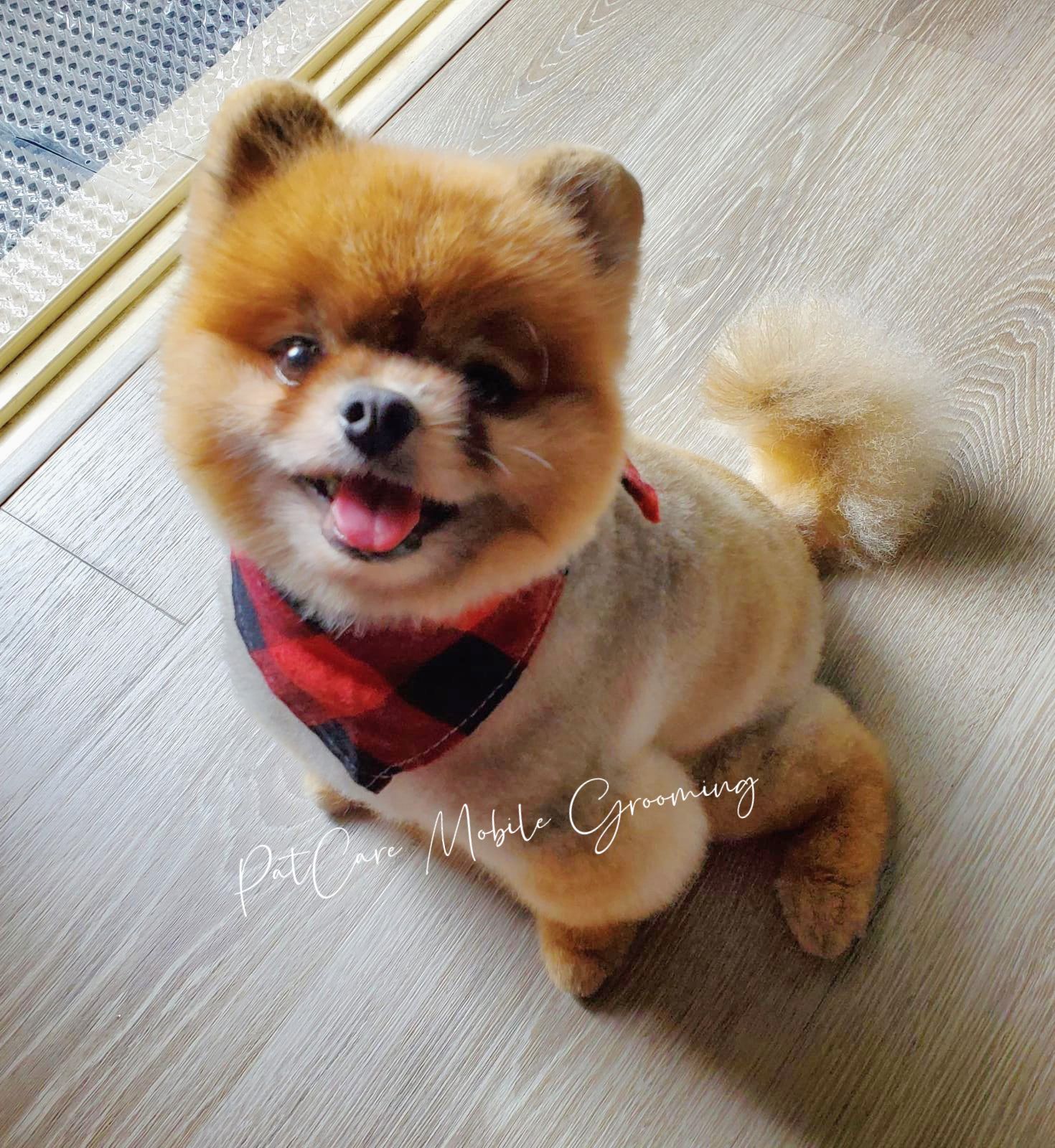 Happy groomed pomeranian