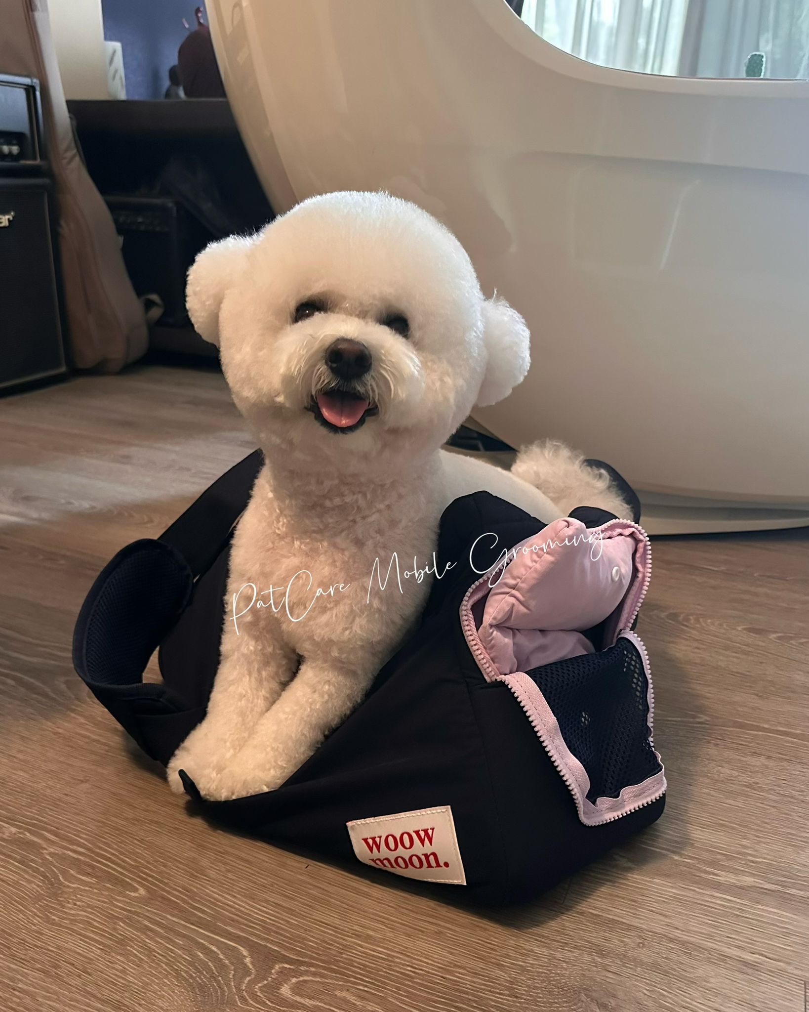 Happy bichon after grooming