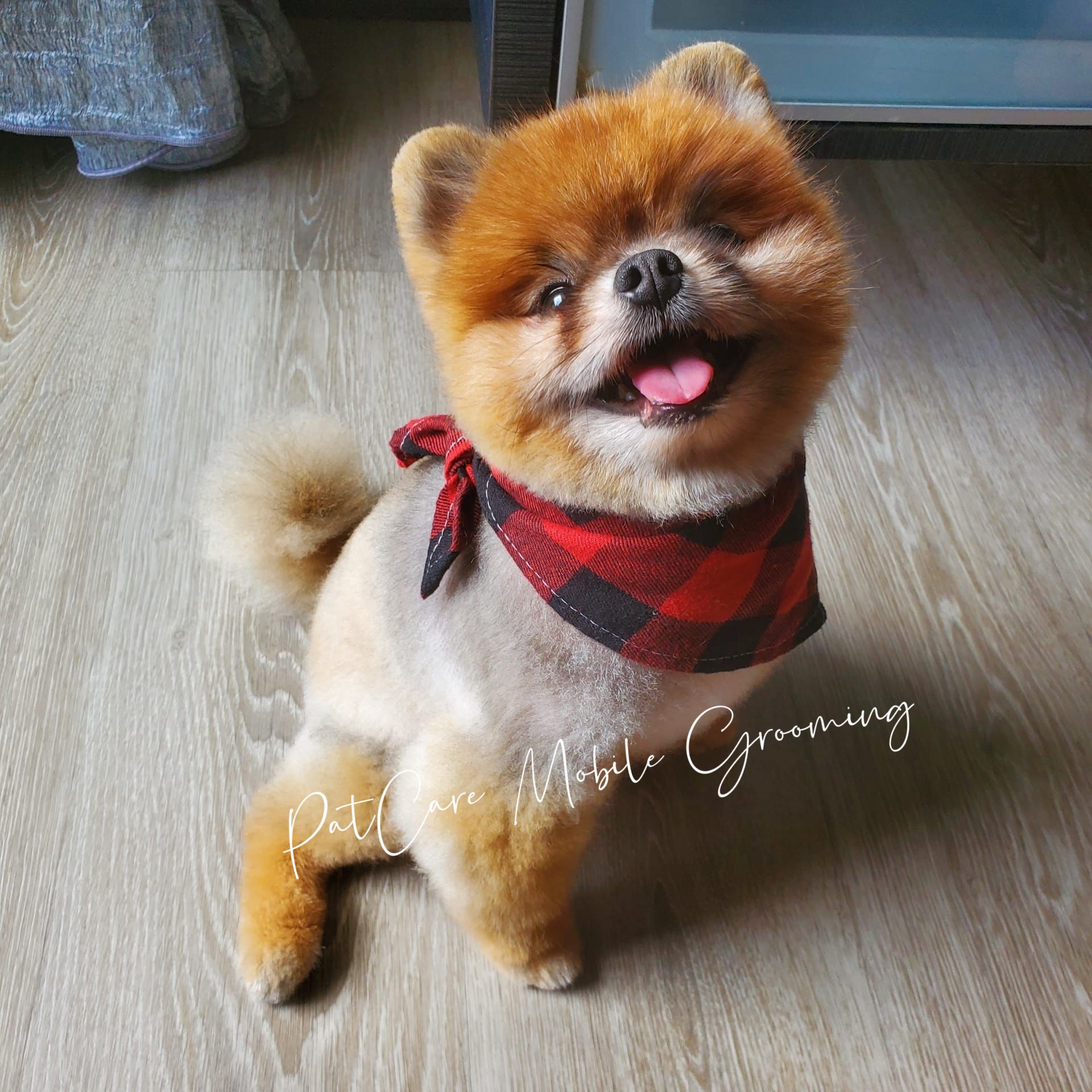 Groomed Pomeranian after full groom