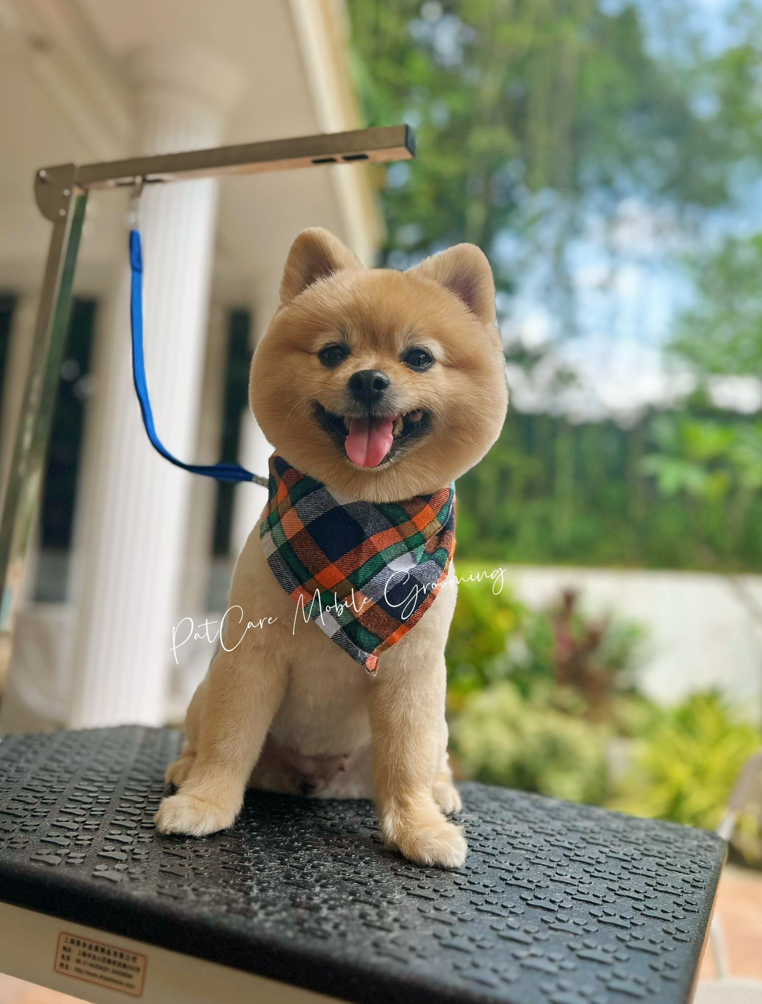 Pomeranian smiling on grooming table outdoors