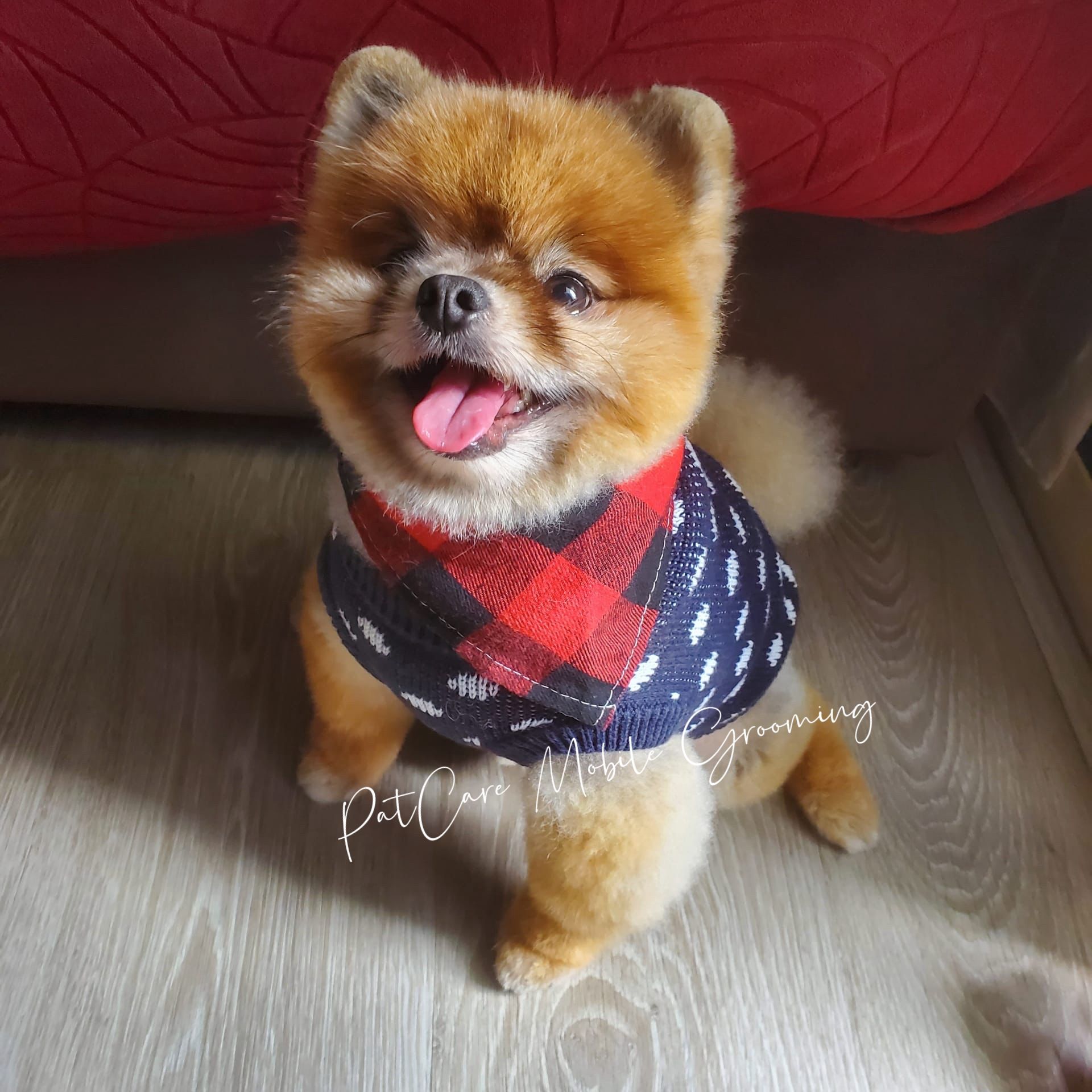 Pomeranian after full grooming session
