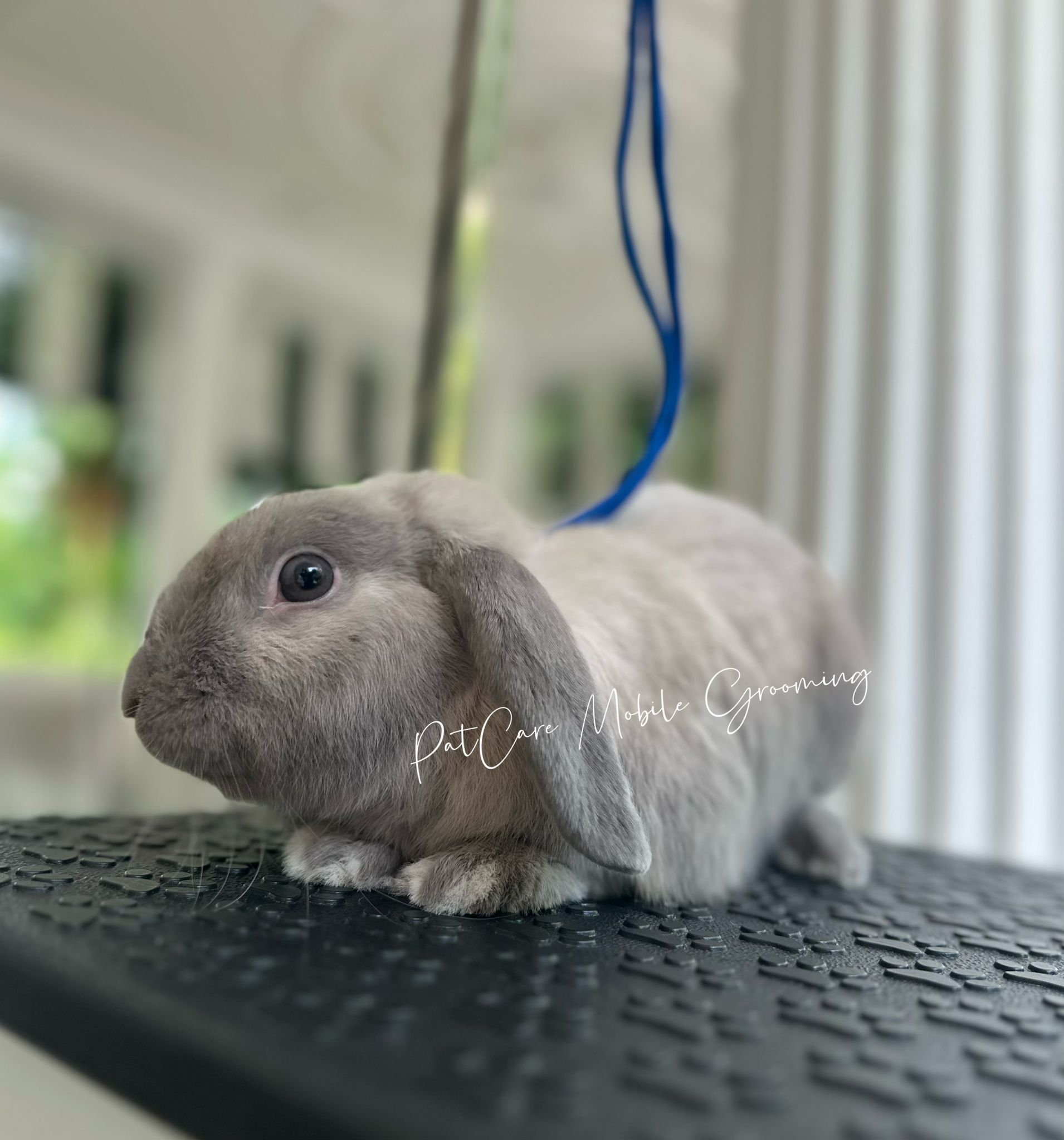 Groomed rabbit