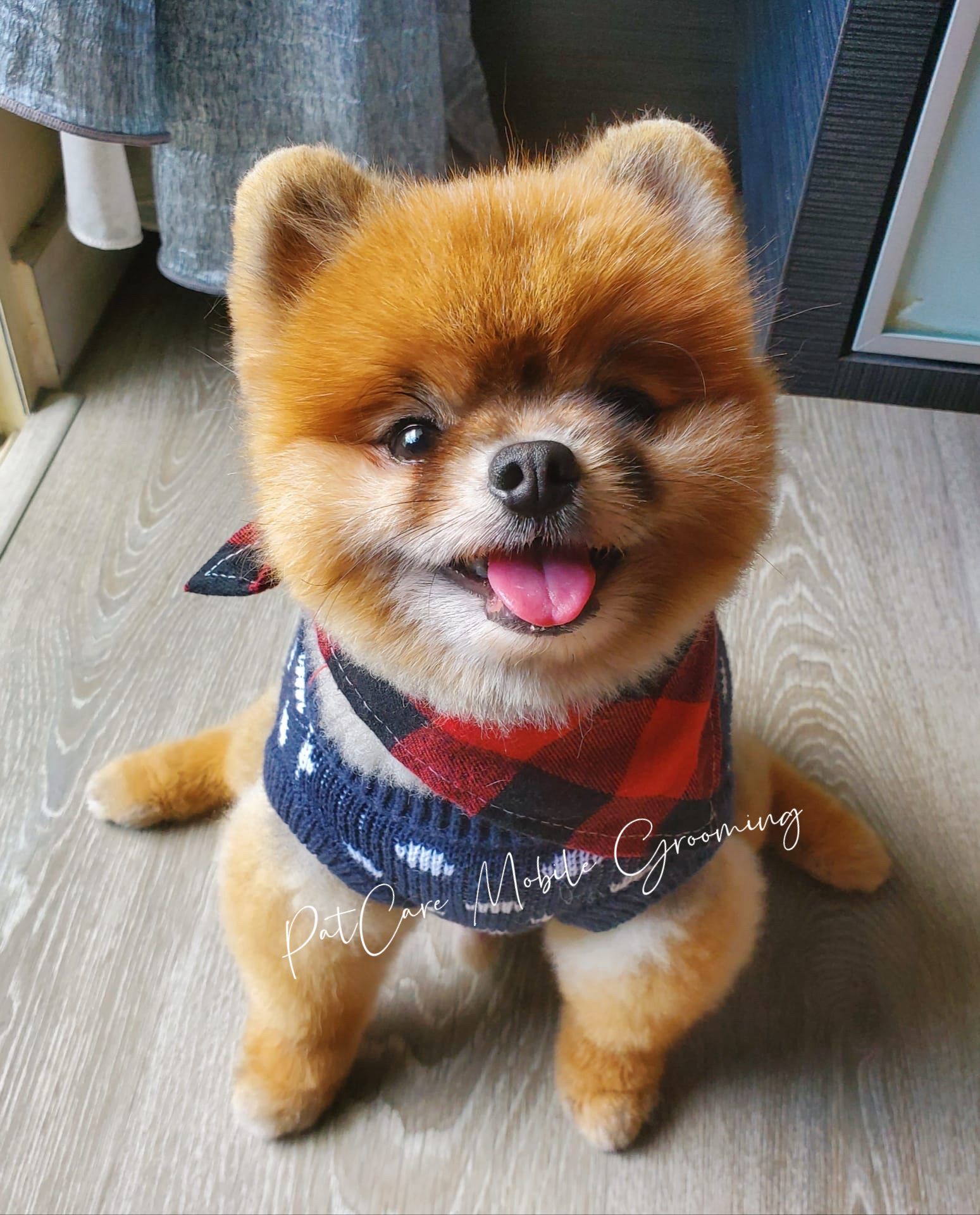 Close-up of happy groomed Pomeranian
