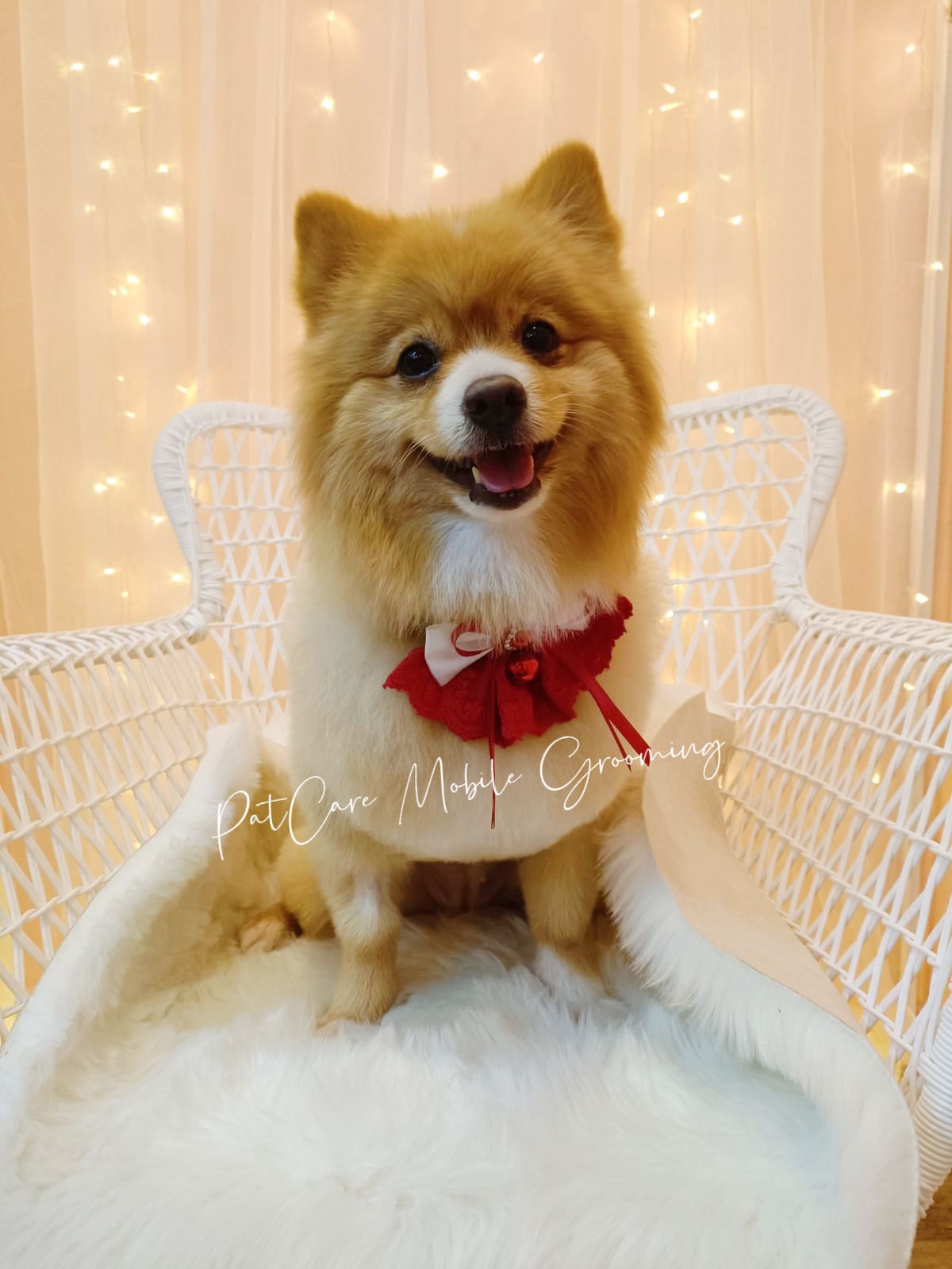 Pomeranian posing on white chair after grooming