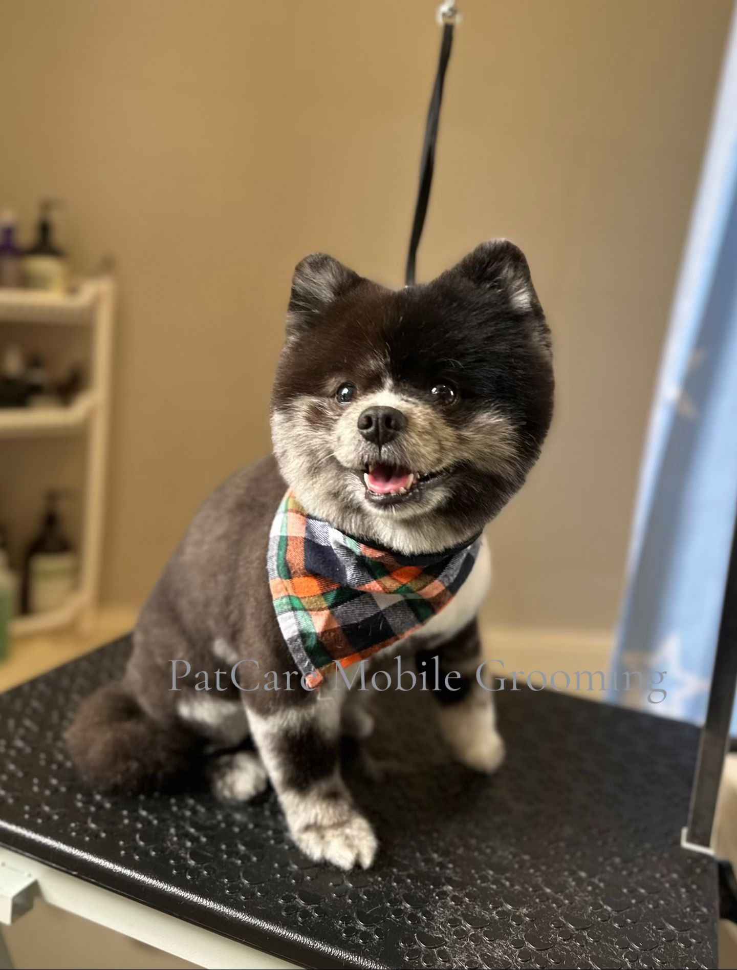Cooper the Pomeranian smiling after full groom