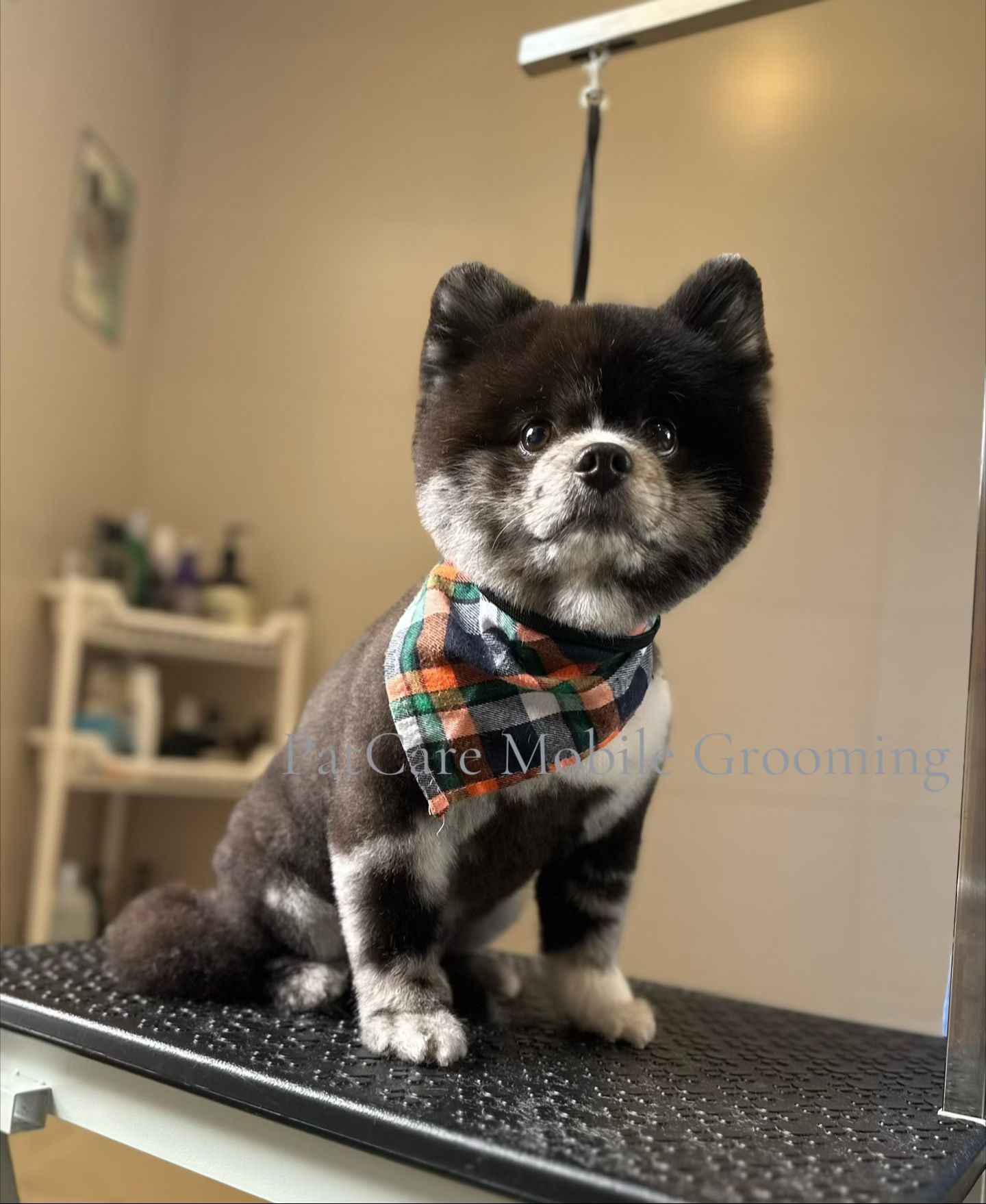 Cooper the Pomeranian full body shot after groom