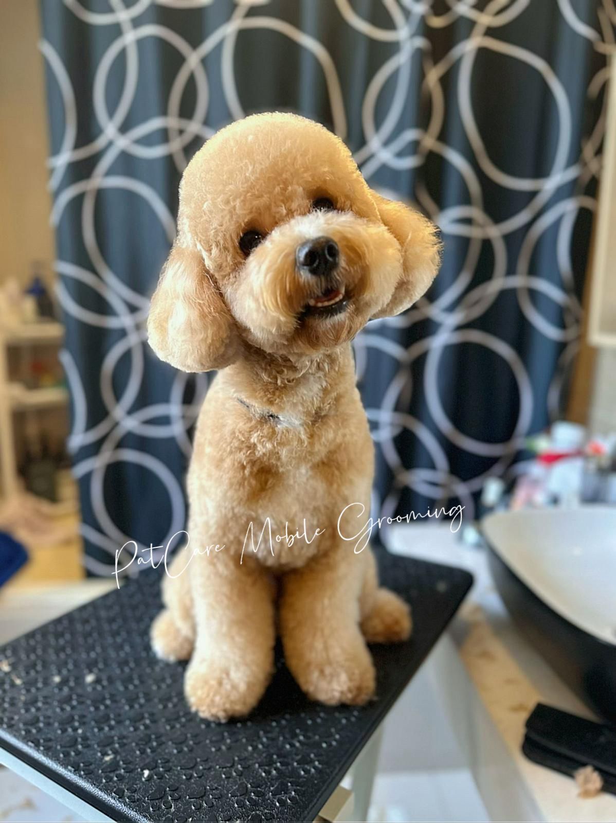 Poodle after grooming on table