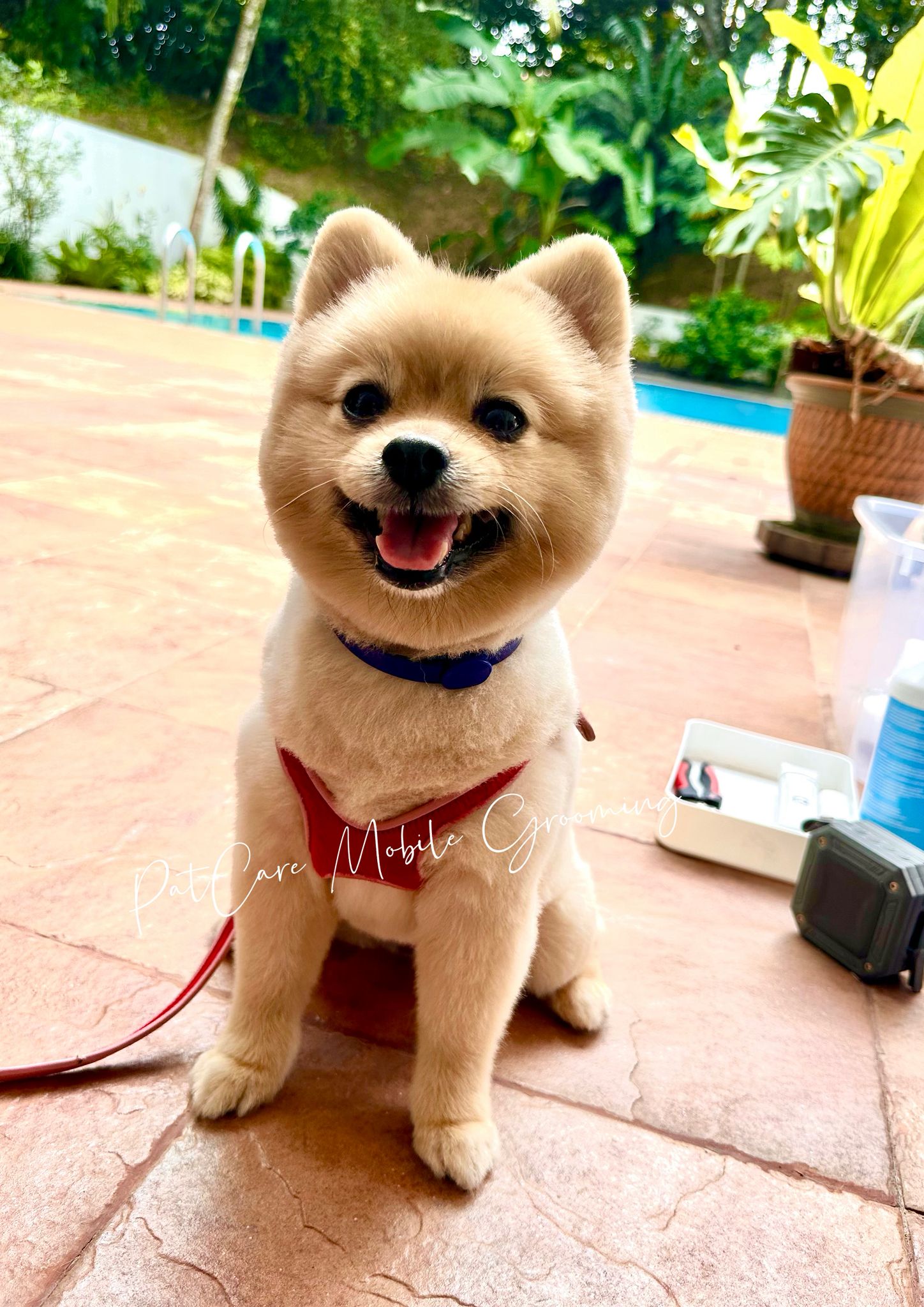 Happy dog after grooming by pool